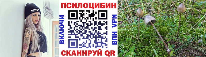 даркнет наркотические препараты Бирюч Псилоцибиновые грибы Magic Shrooms